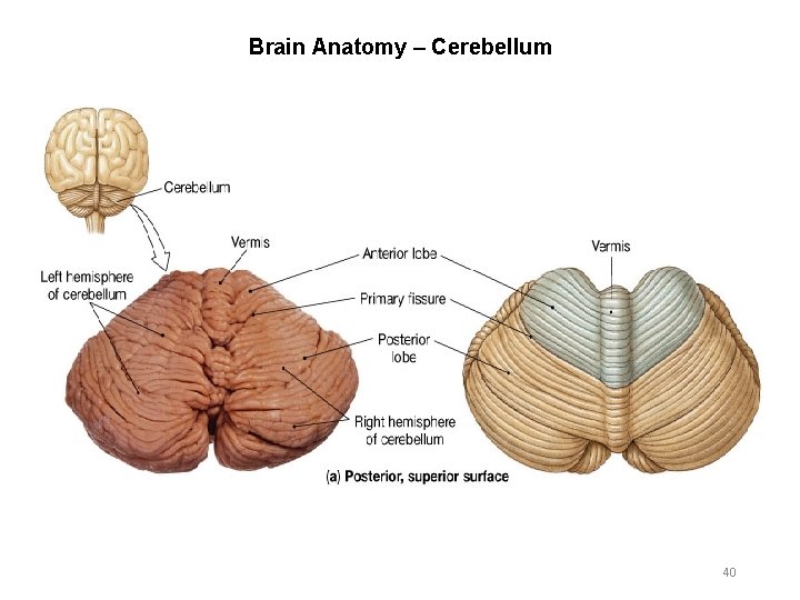 Brain Anatomy – Cerebellum 40 