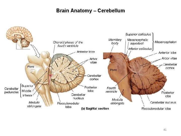 Brain Anatomy – Cerebellum 41 