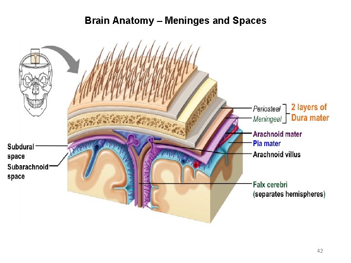 Brain Anatomy – Meninges and Spaces 42 