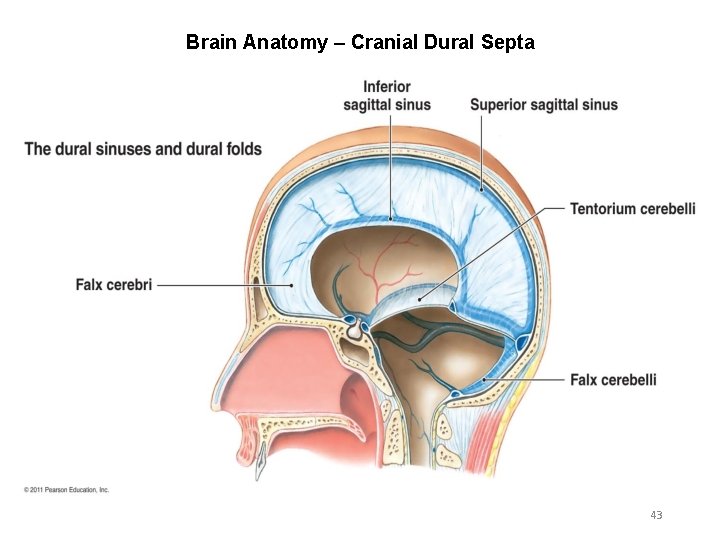 Brain Anatomy – Cranial Dural Septa 43 