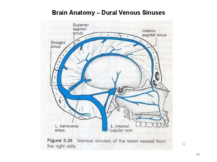 Brain Anatomy – Dural Venous Sinuses 44 