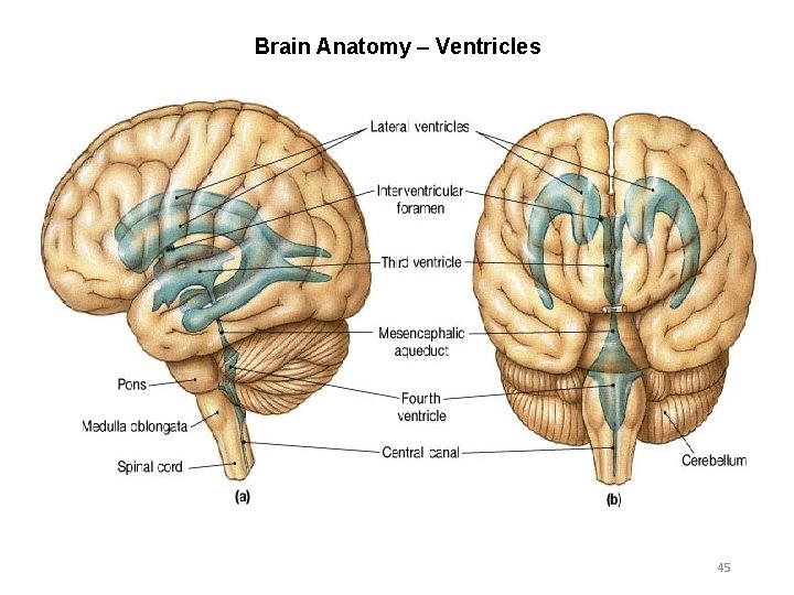 Brain Anatomy – Ventricles 45 