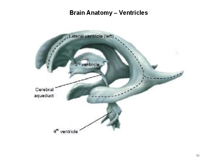 Brain Anatomy – Ventricles 46 