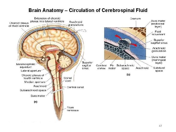 Brain Anatomy – Circulation of Cerebrospinal Fluid 47 
