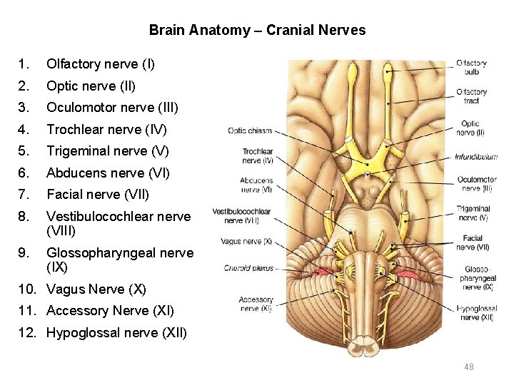 Brain Anatomy – Cranial Nerves 1. Olfactory nerve (I) 2. Optic nerve (II) 3.