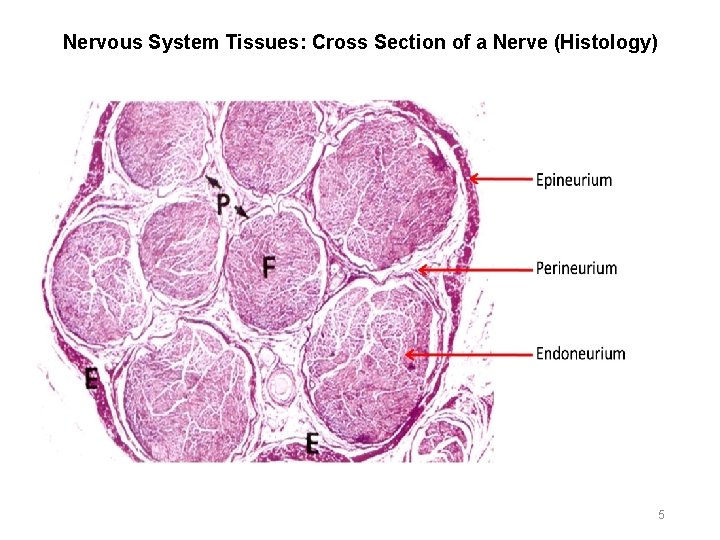 Nervous System Tissues: Cross Section of a Nerve (Histology) 5 
