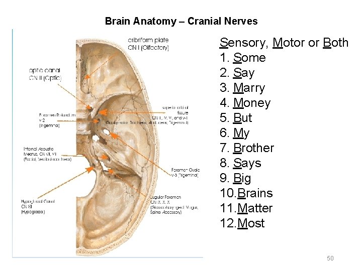 Brain Anatomy – Cranial Nerves Sensory, Motor or Both 1. Some 2. Say 3.