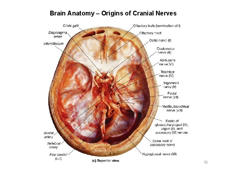 Brain Anatomy – Origins of Cranial Nerves 51 