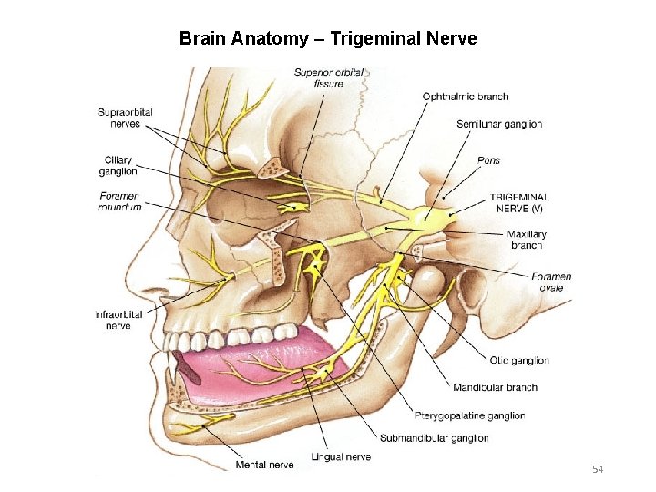 Brain Anatomy – Trigeminal Nerve 54 