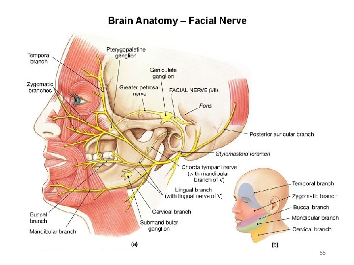 Brain Anatomy – Facial Nerve 55 