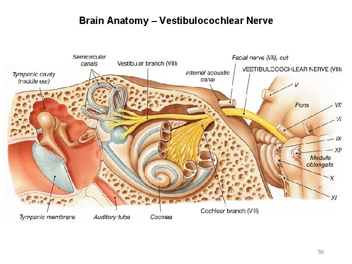 Brain Anatomy – Vestibulocochlear Nerve 56 