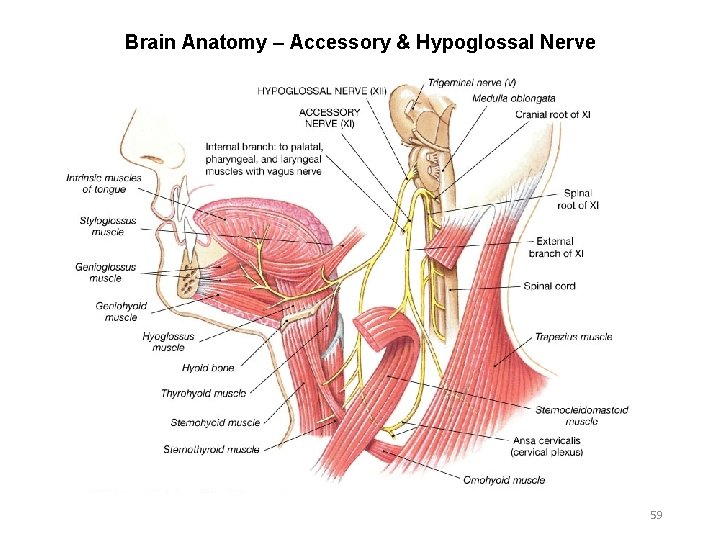 Brain Anatomy – Accessory & Hypoglossal Nerve 59 