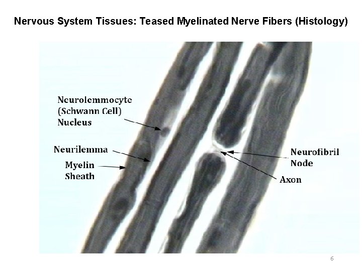 Nervous System Tissues: Teased Myelinated Nerve Fibers (Histology) 6 