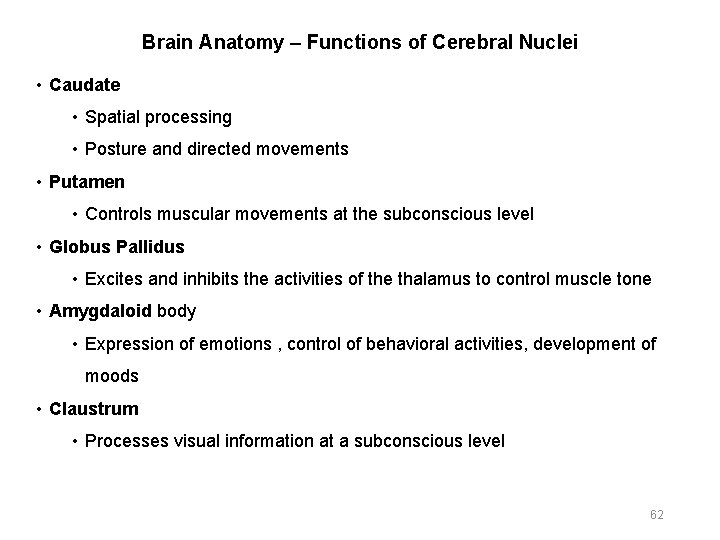 Brain Anatomy – Functions of Cerebral Nuclei • Caudate • Spatial processing • Posture