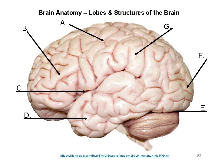 Brain Anatomy – Lobes & Structures of the Brain B. A. G. F. C.