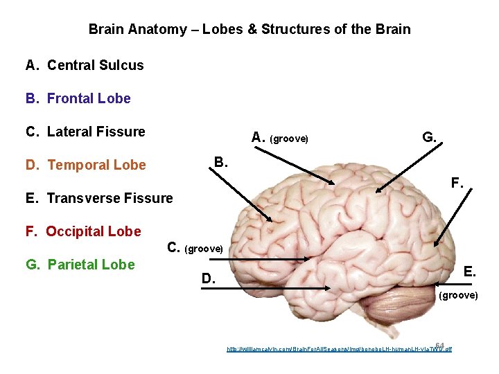 Brain Anatomy – Lobes & Structures of the Brain A. Central Sulcus B. Frontal