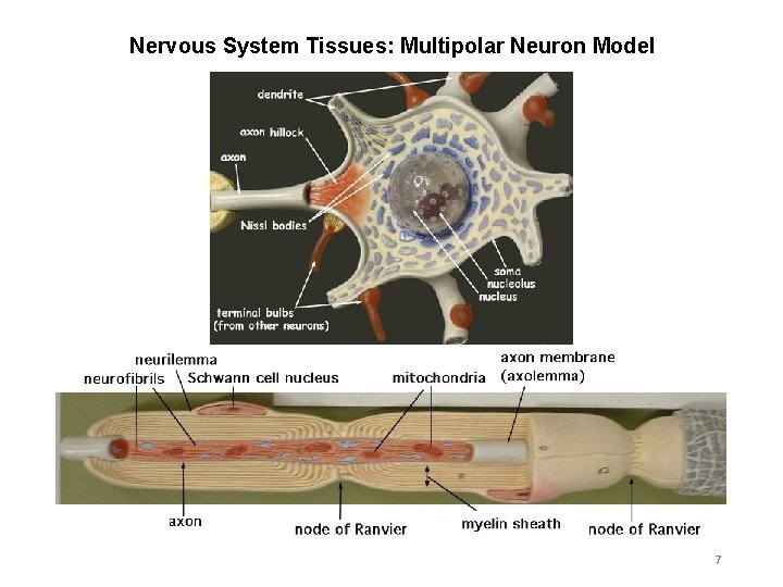 Nervous System Tissues: Multipolar Neuron Model 7 