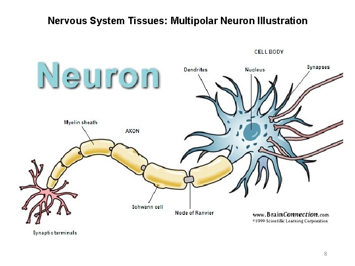 Nervous System Tissues: Multipolar Neuron Illustration 8 