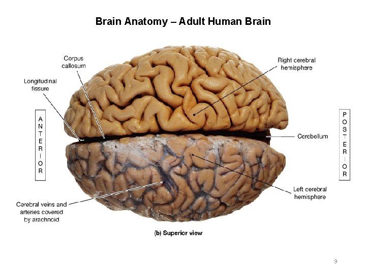 Brain Anatomy – Adult Human Brain 9 