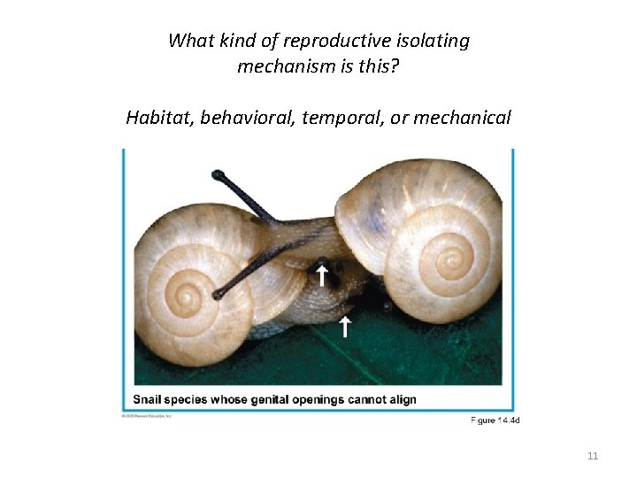 What kind of reproductive isolating mechanism is this? Habitat, behavioral, temporal, or mechanical 11
