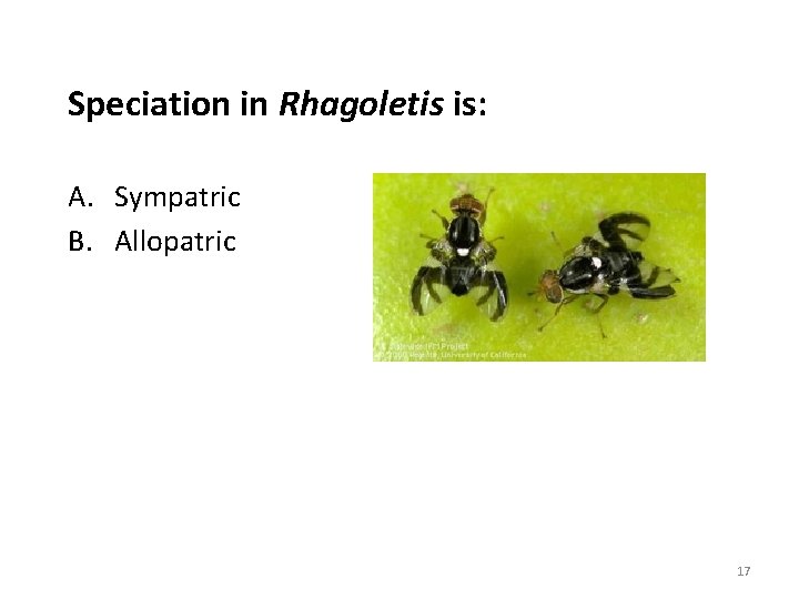 Speciation in Rhagoletis is: A. Sympatric B. Allopatric 17 