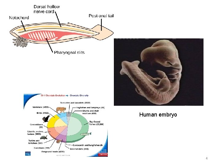 Human embryo 4 