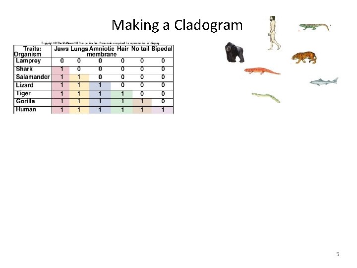 Making a Cladogram 5 