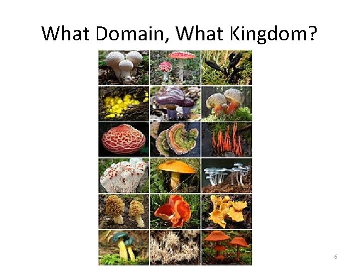 What Domain, What Kingdom? 6 