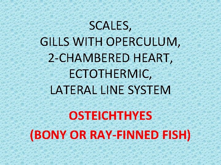 SCALES, GILLS WITH OPERCULUM, 2 -CHAMBERED HEART, ECTOTHERMIC, LATERAL LINE SYSTEM OSTEICHTHYES (BONY OR