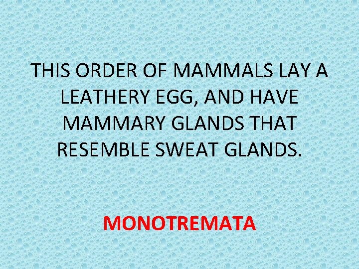 THIS ORDER OF MAMMALS LAY A LEATHERY EGG, AND HAVE MAMMARY GLANDS THAT RESEMBLE