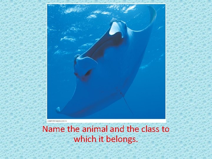 Name the animal and the class to which it belongs. 