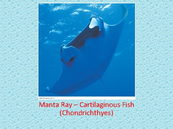 Manta Ray – Cartilaginous Fish (Chondrichthyes) 