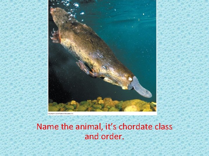 Name the animal, it’s chordate class and order. 