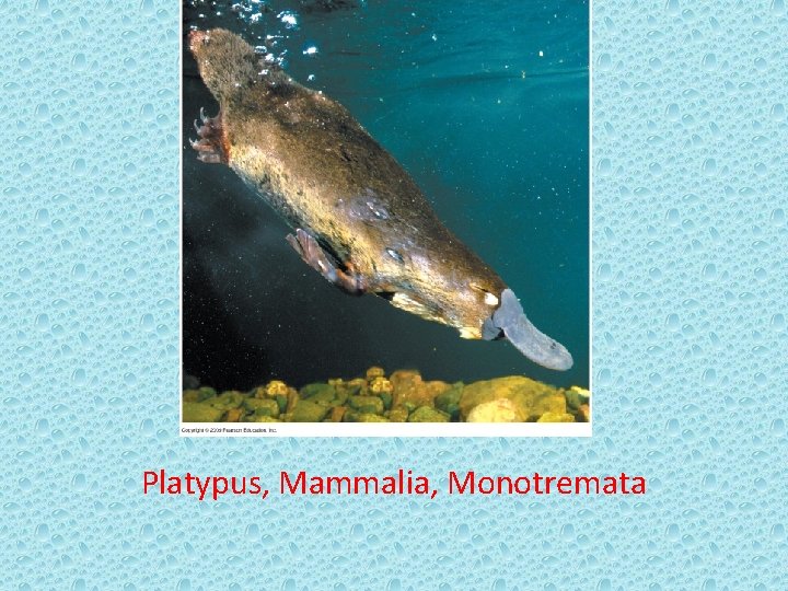 Platypus, Mammalia, Monotremata 