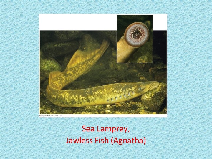 Sea Lamprey, Jawless Fish (Agnatha) 