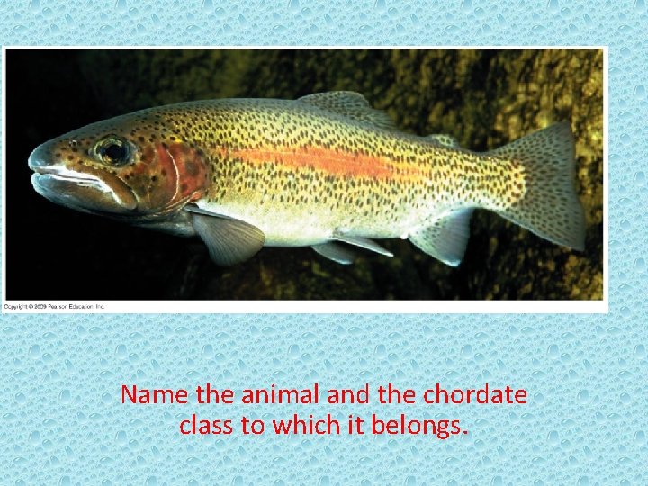 Name the animal and the chordate class to which it belongs. 