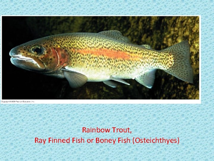 Rainbow Trout, Ray Finned Fish or Boney Fish (Osteichthyes) 