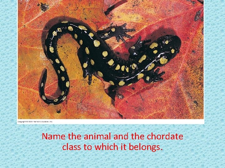 Name the animal and the chordate class to which it belongs. 