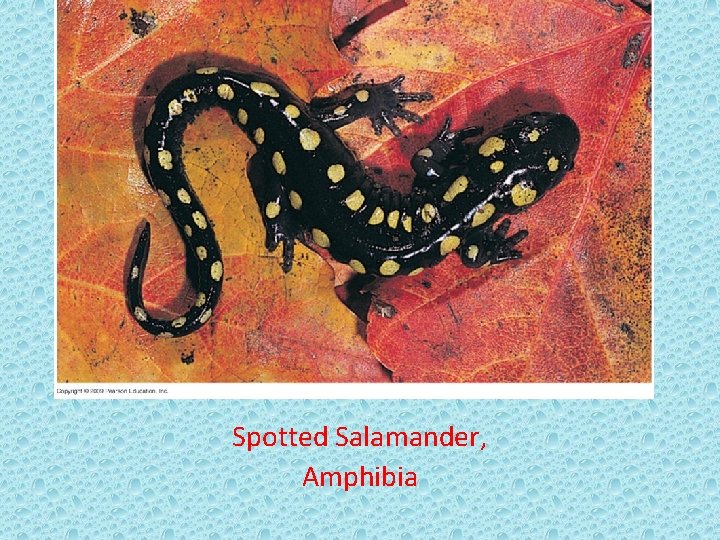 Spotted Salamander, Amphibia 