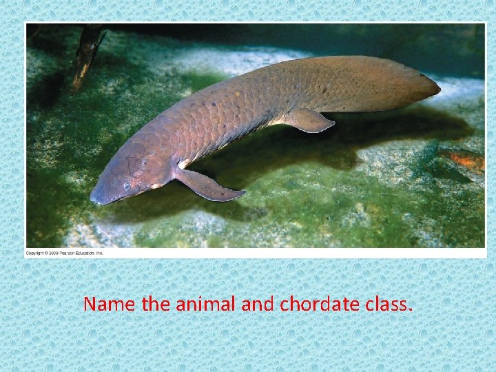 Name the animal and chordate class. 