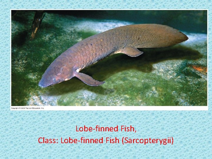 Lobe-finned Fish, Class: Lobe-finned Fish (Sarcopterygii) 