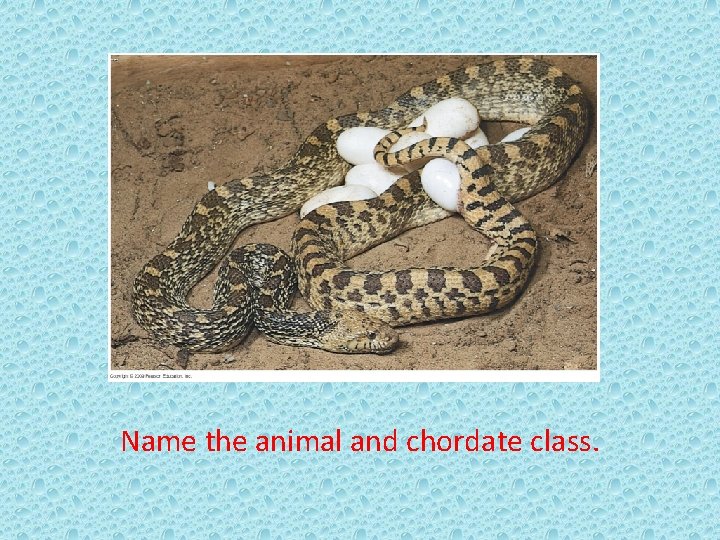 Name the animal and chordate class. 