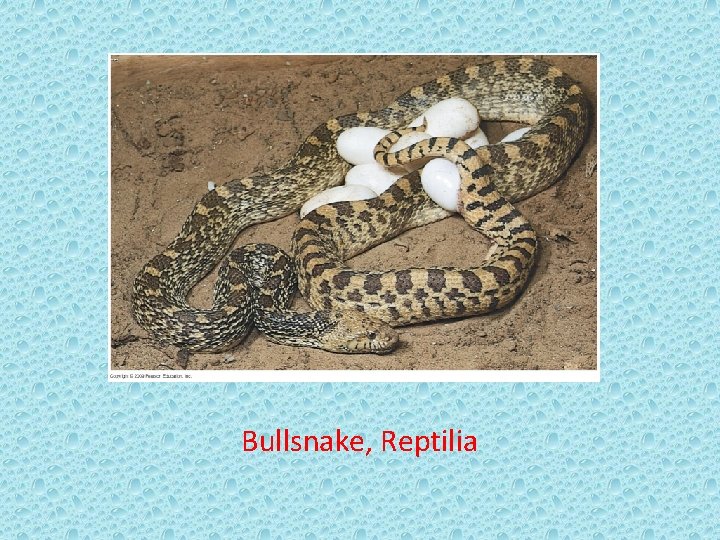 Bullsnake, Reptilia 