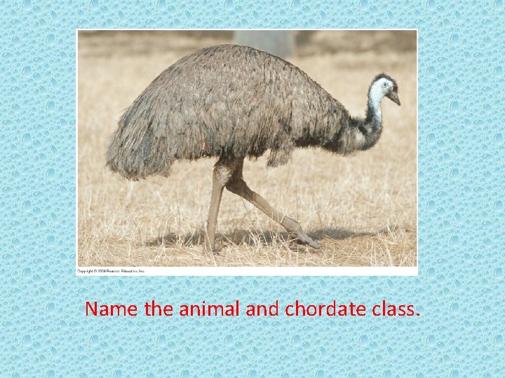 Name the animal and chordate class. 