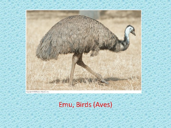 Emu, Birds (Aves) 