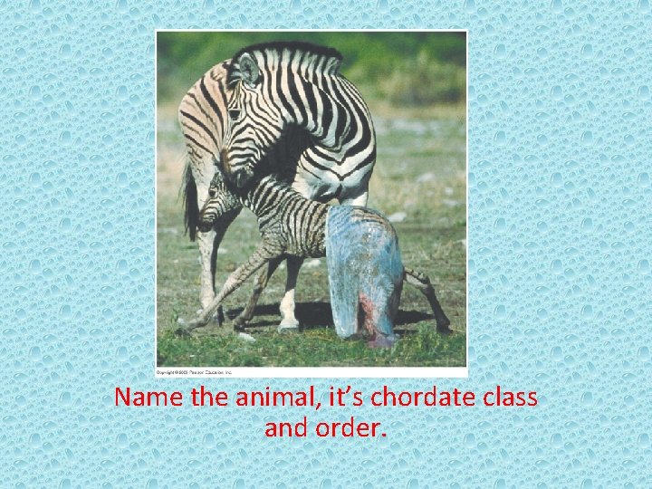 Name the animal, it’s chordate class and order. 