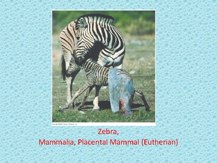 Zebra, Mammalia, Placental Mammal (Eutherian) 