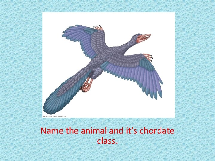 Name the animal and it’s chordate class. 