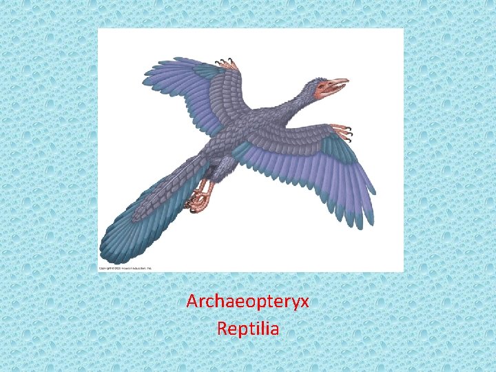 Archaeopteryx Reptilia 
