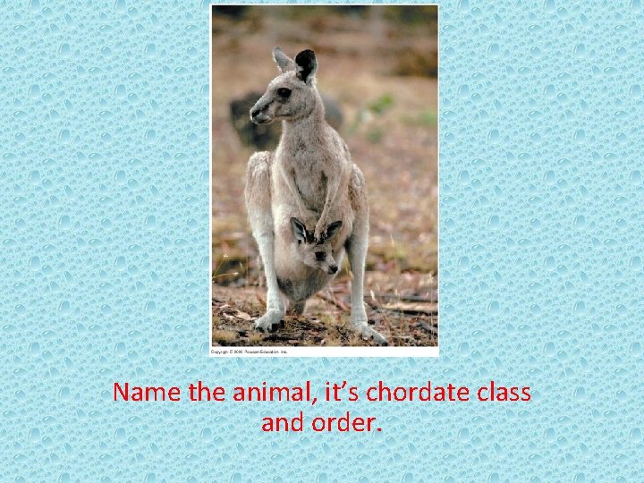 Name the animal, it’s chordate class and order. 